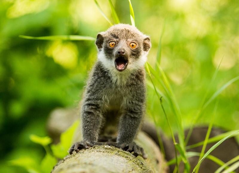 Mládě lemura mongoze v ostravské zoologické zahradě. Foto: Zoo Ostrava